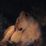Die Löwin im Scheinwerferlicht des Taxis - Foto: Flying Media